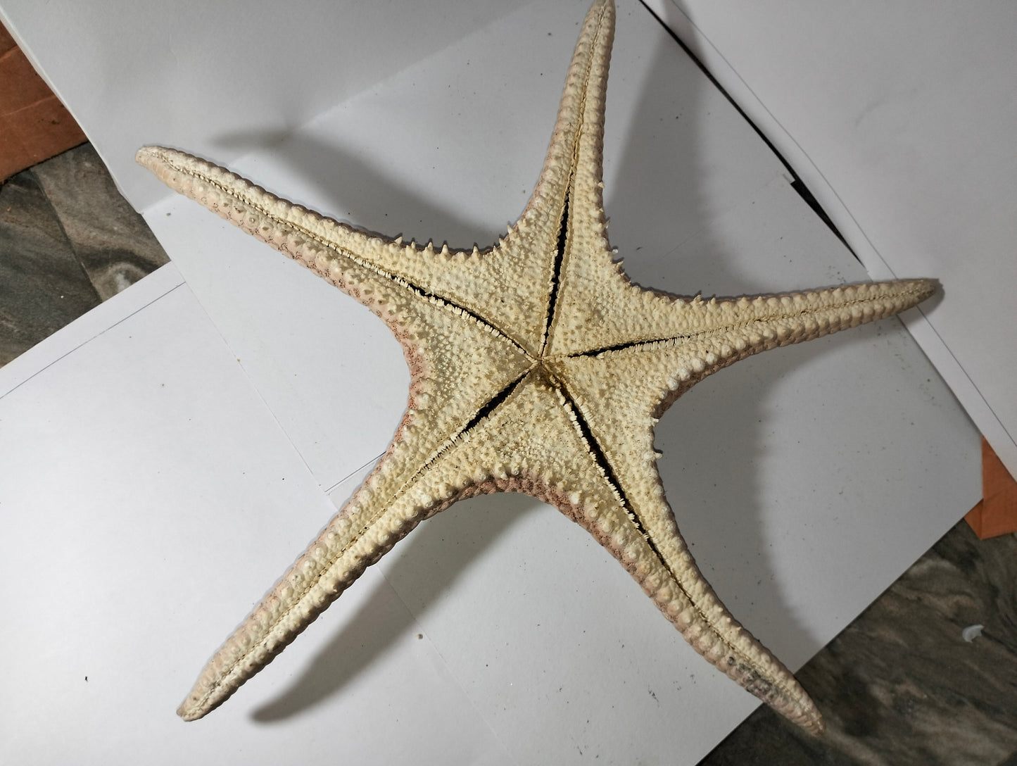 Star Fish