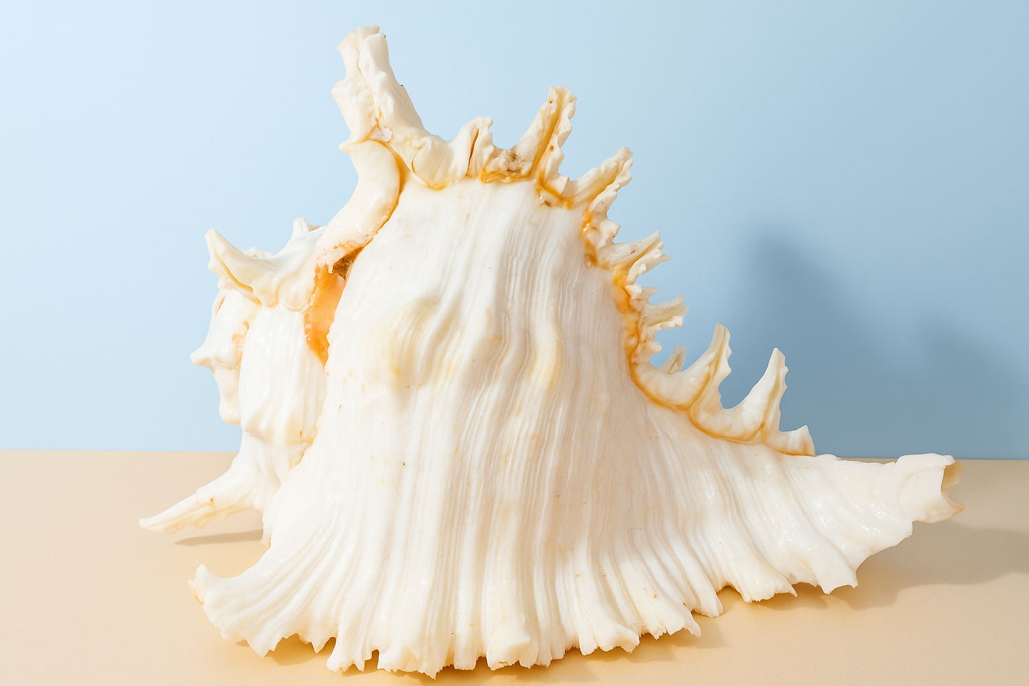 Sea Shell