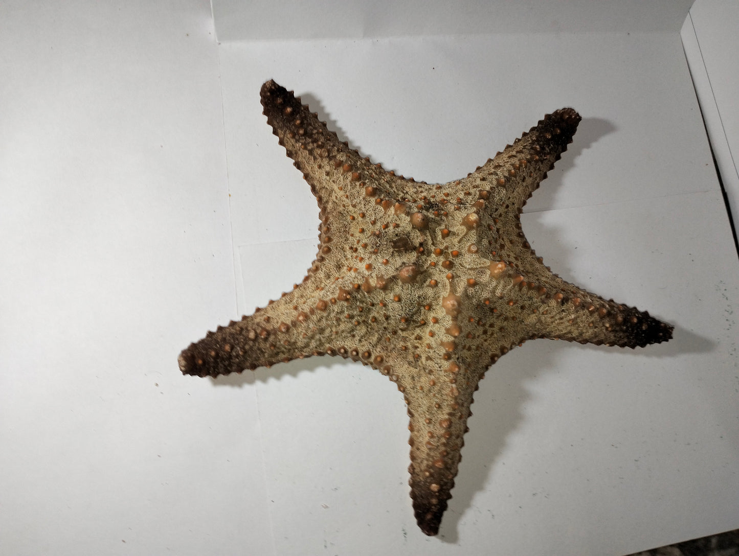 Small Star Fish