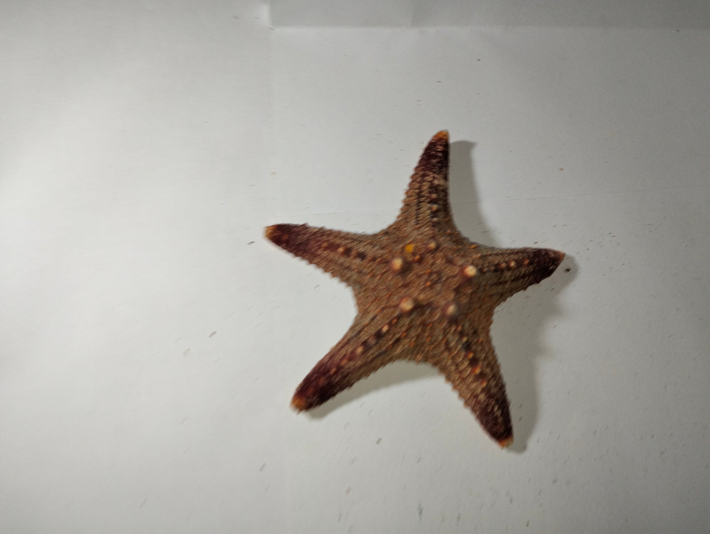 Small Star Fish