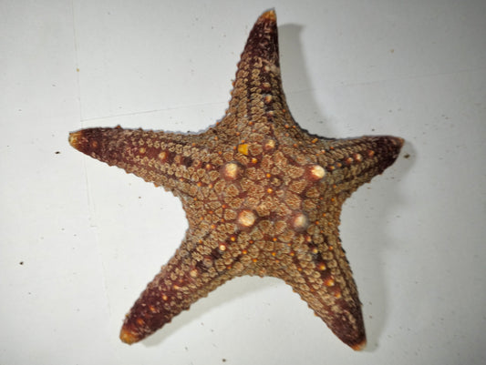 Small Star Fish