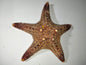 Small Star Fish