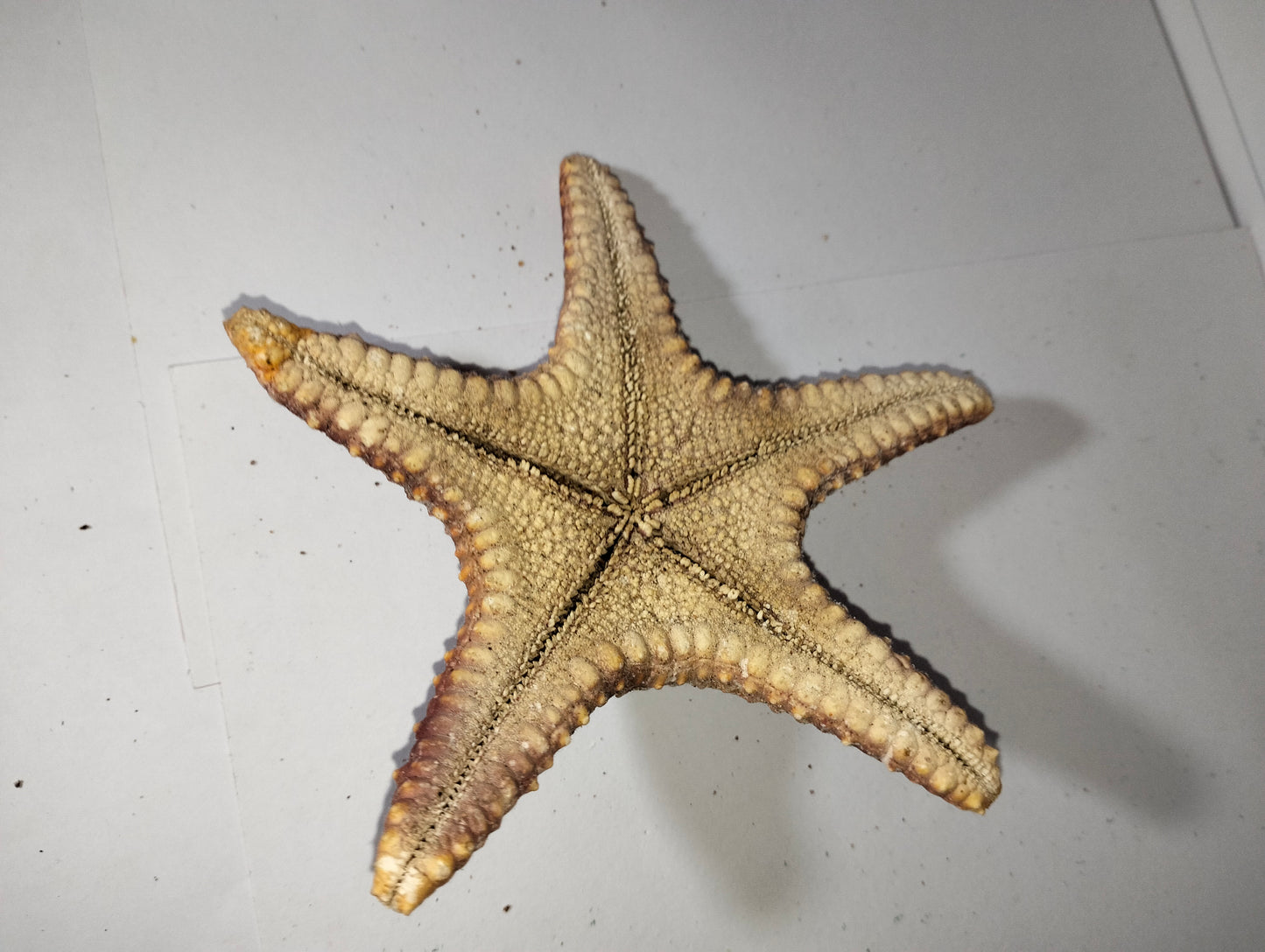Small Star Fish