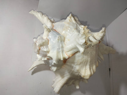 Seaside Trumpet Shell or YanaMozhi