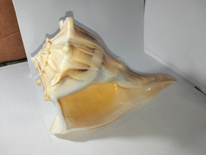 Conch Shell or Valampuri Sangu