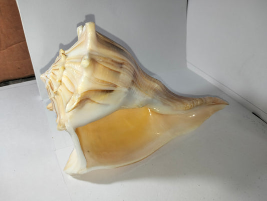 Conch Shell or Valampuri Sangu