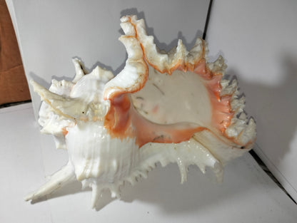 Seaside Trumpet Shell or YanaMozhi