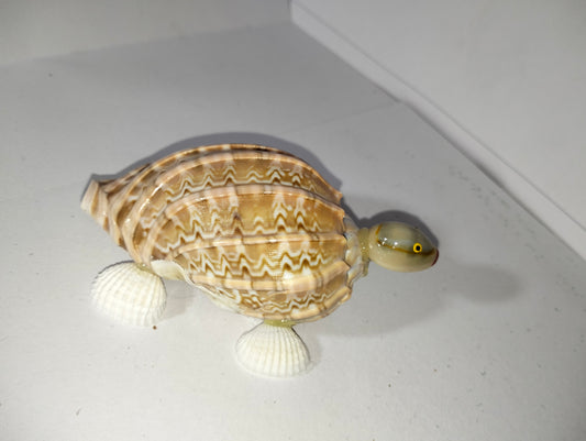 Sea Shell Small Turtles