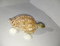 Sea Shell Small Turtles
