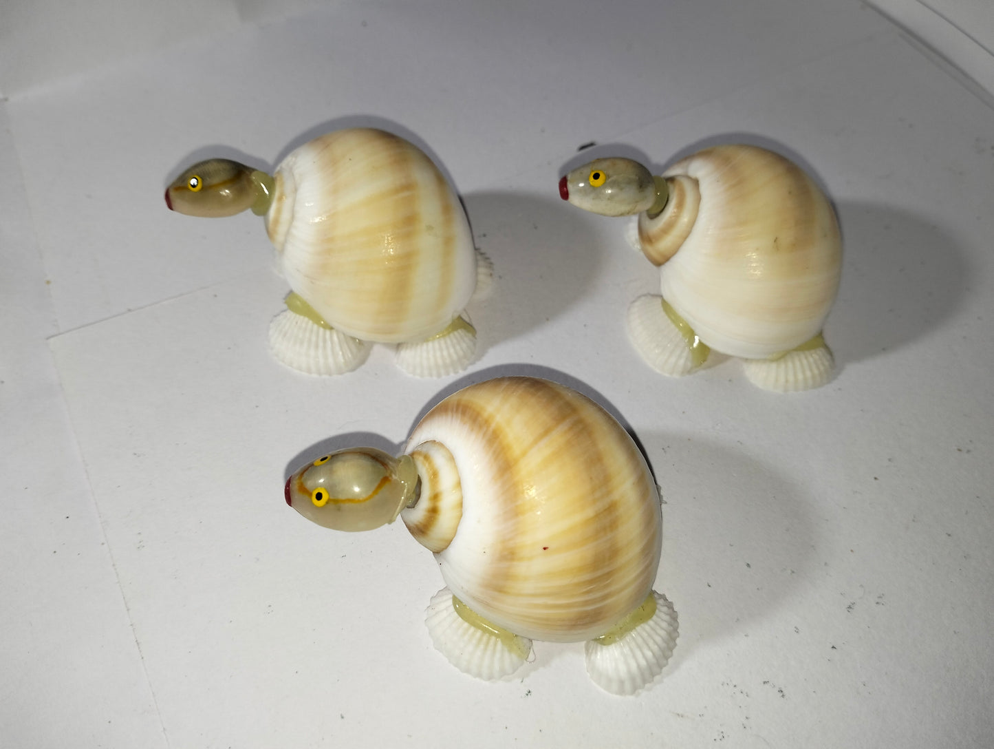 Sea Shell Turtles