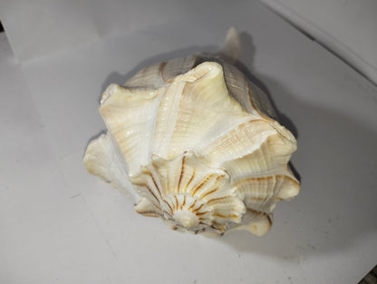 Conch Shell or Valampuri Sangu