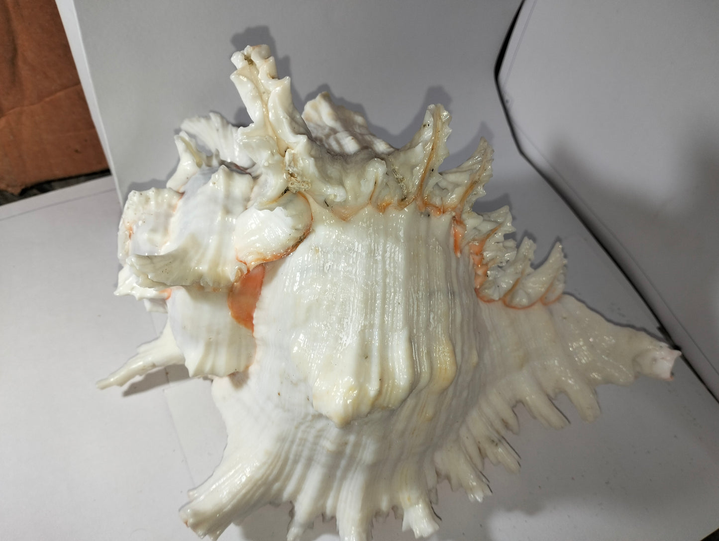Seaside Trumpet Shell or YanaMozhi