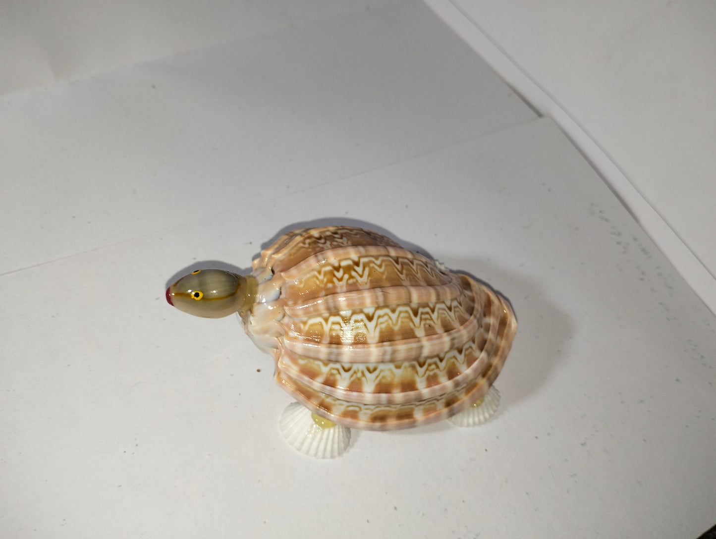 Sea Shell Small Turtles