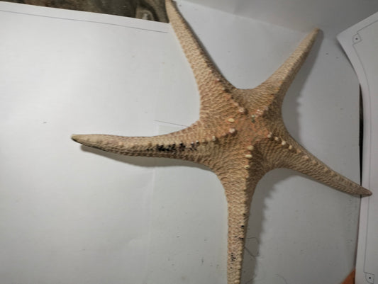 Star Fish