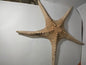 Star Fish