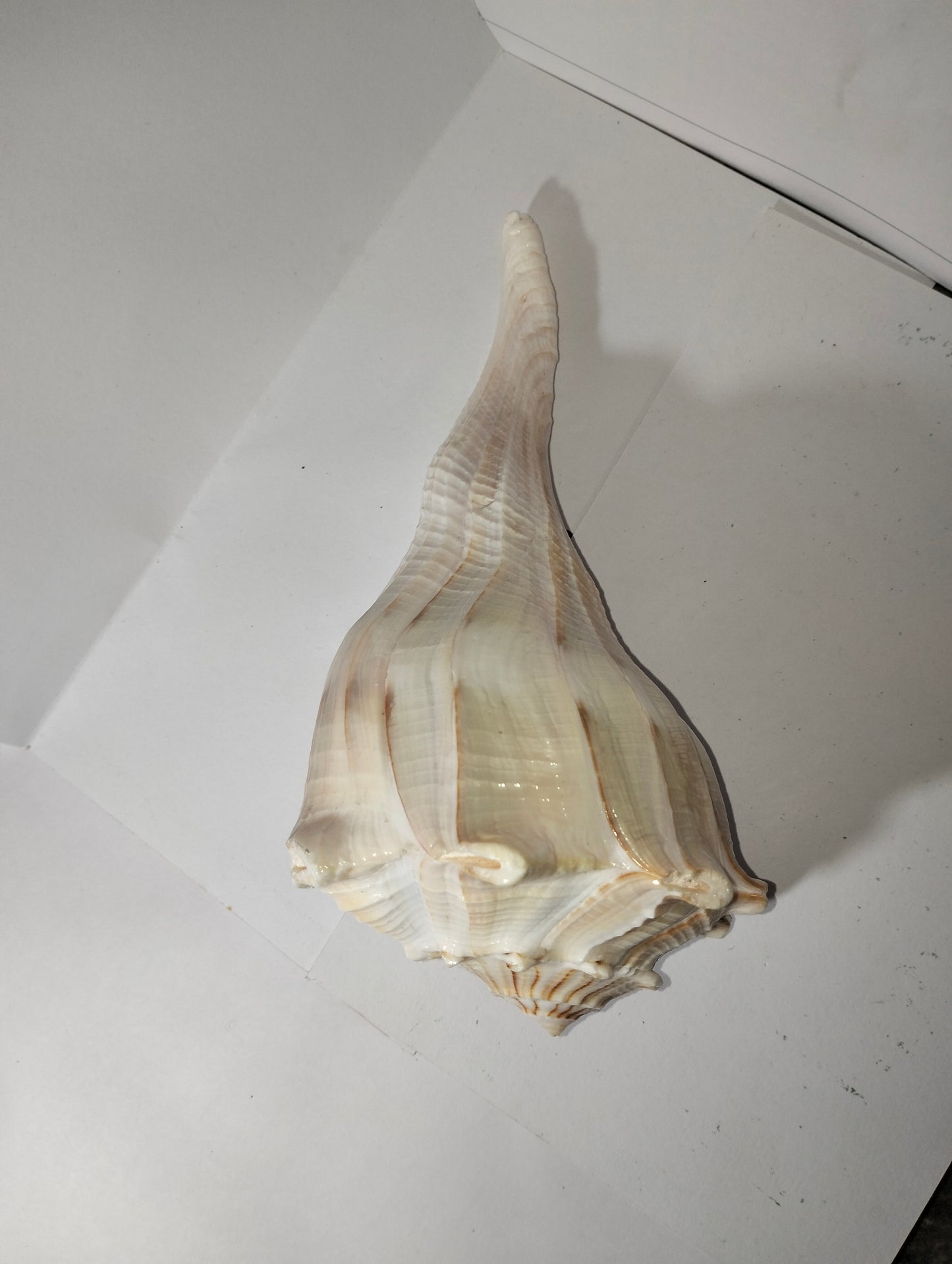 Conch Shell or Valampuri Sangu