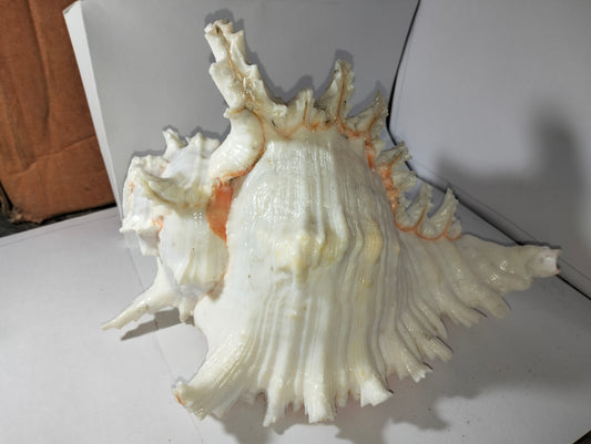 Seaside Trumpet Shell or YanaMozhi