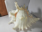 Seaside Trumpet Shell or YanaMozhi
